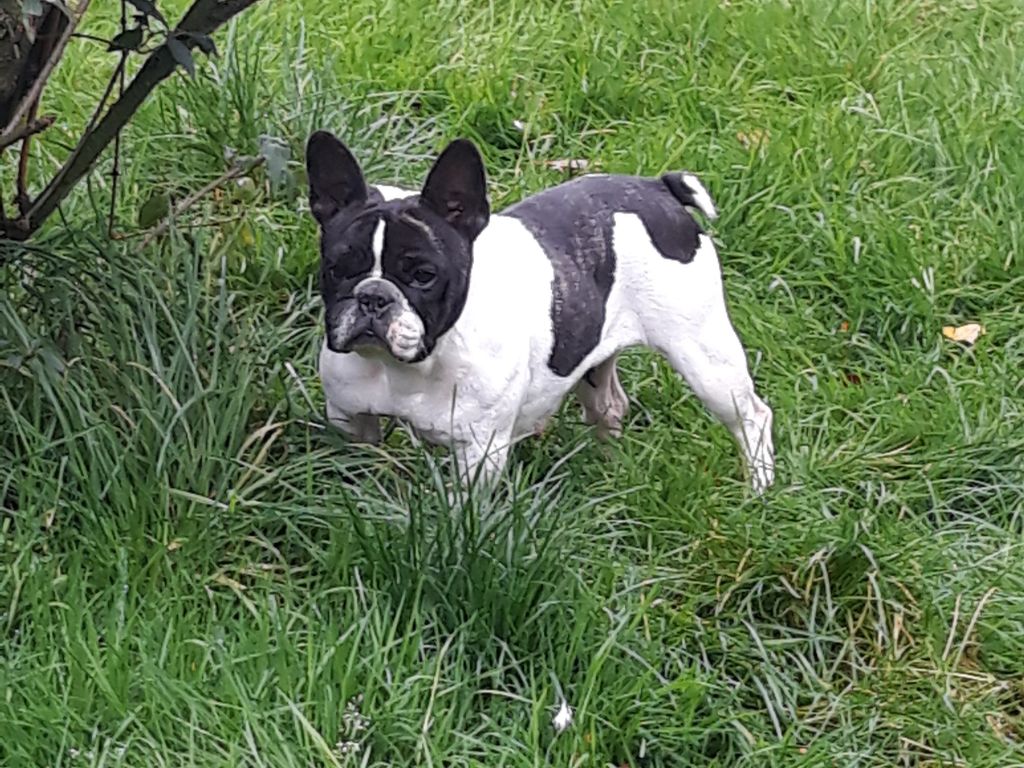 Jeepsy de la vallée du Bessin